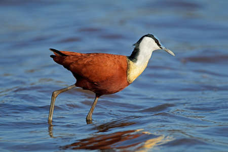 African jacana (Actophilornis africanus) in shallow water, Kruger National Park, South Africaの写真素材