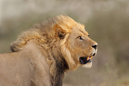 Portrait of a big male African lion (Panthera leo), Kalahari desert, South Africaの写真素材