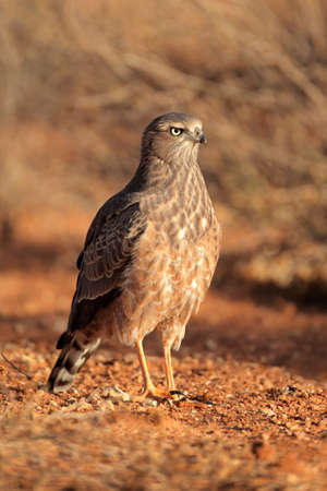 Immature Pale chanting goshawk (Melierax canorus), Kalahari desert, South Africaの写真素材