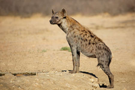 A spotted hyena (Crocuta crocuta) in natural habitat, Kalahari desert, South Africaの写真素材