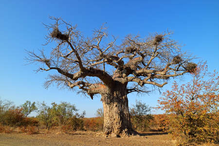 Baobab tree during the dry season, Kruger National Park, South Africaの写真素材
