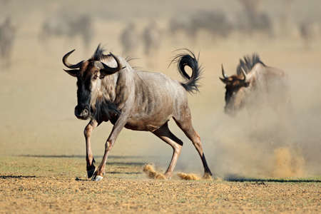 A blue wildebeest (Connochaetes taurinus) running in dust, Kalahari desert, South Africaの写真素材