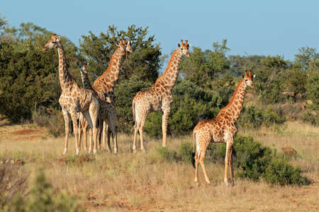 Small herd of giraffes (Giraffa camelopardalis) in natural habitat, South Africaの写真素材