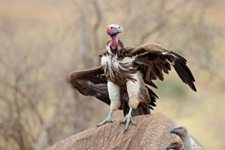 A lappet-faced vulture (Torgos, tracheliotus) scavenging on a dead elephant, Kruger National Park, South Africaの写真素材