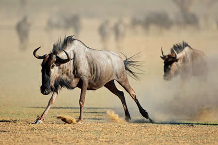 A blue wildebeest (Connochaetes taurinus) running in dust, Kalahari desert, South Africaの写真素材