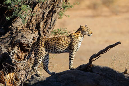 Leopard (Panthera pardus) watching from a tree, Kalahari desert, South Africa