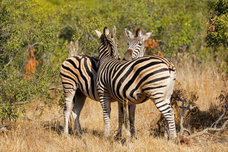 Plains zebras (Equus burchelli) in natural habitat, Kruger National Park, South Africaの写真素材
