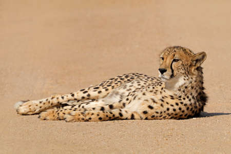 A relaxed cheetah (Acinonyx jubatus) lying down, South Africaの写真素材