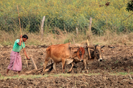 Jabalpur, India - November 28, 2015: A rural Indian farmer plowing his field using a traditional wooden plow and ox teamのeditorial素材