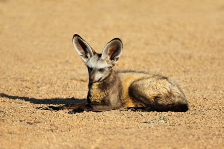 A bat-eared fox (Otocyon megalotis) in natural habitat, Kalahari desert, South Africaの写真素材