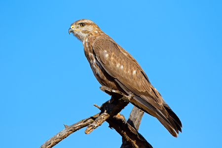 A Steppe buzzard (Buteo buteo) perched on a branch, South Africaの写真素材