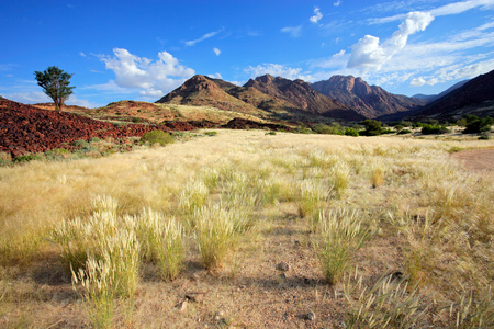 Landscape of the Brandberg mountain with grassy plains and trees, Namibiaの写真素材