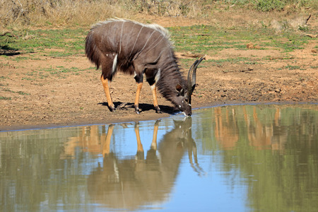 Male Nyala antelope (Tragelaphus angasii) drinking water, Mkuze game reserve, South Africaの写真素材