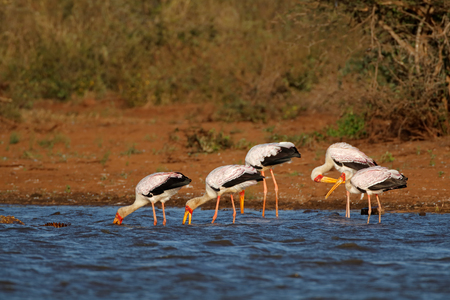 Yellow-billed storks (Mycteria ibis) foraging in shallow water, Kruger National Park, South Africaの写真素材