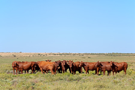 Small herd of free-range cattle on a rural farm, South Africaの写真素材