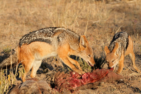 Black-backed jackals (Canis mesomelas) scavenging on a carcass, South Africaの写真素材