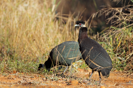 Crested guineafowls (Guttera pucherani) in natural habitat, South Africaの写真素材