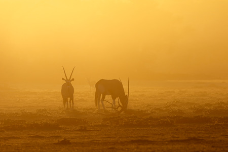 Gemsbok antelopes (Oryx gazella) in dust at sunrise, Kalahari desert, South Africaの写真素材