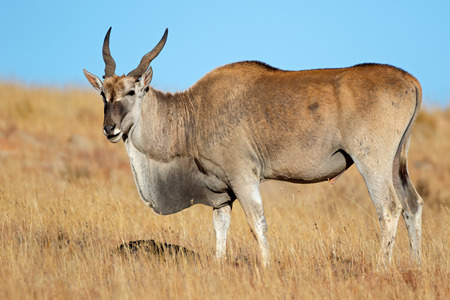 Male eland antelope (Tragelaphus oryx) feeding in grassland, Mountain Zebra National Park, South Africaの写真素材