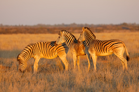 Plains zebras (Equus burchelli) in late afternoon light, Mokala National Park, South Africaの写真素材
