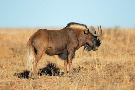 A black wildebeest (Connochaetes gnou) in open grassland, Mountain Zebra National Park, South Africaの写真素材