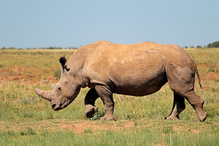 A white rhinoceros (Ceratotherium simum) in natural habitat, South Africaの写真素材