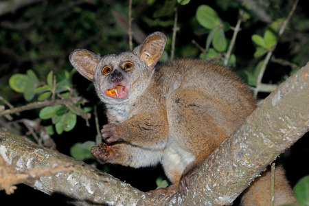 Nocturnal greater galago or bushbaby (Otolemur crassicaudatus) eating tree gum, South Africaの写真素材