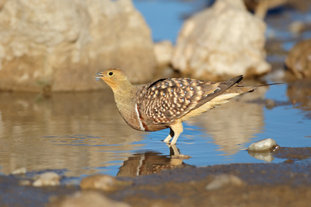 Namaqua sandgrouse (Pterocles namaqua) drinking water, Kalahari desert, South Africaの写真素材