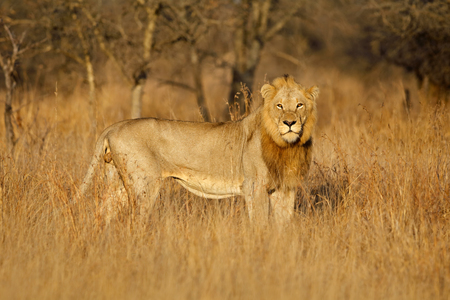 Big male African lion (Panthera leo) in natural habitat,  South Africaの写真素材