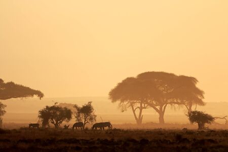 African sunset with silhouetted trees and plains zebras, Amboseli National Park, Kenyaの写真素材