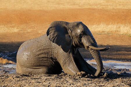 African elephant (Loxodonta africana) playing in a muddy waterhole, Kruger National Park, South Africaの写真素材