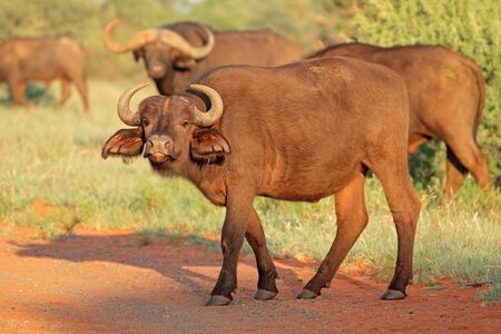 An African buffalo (Syncerus caffer) in natural habitat, Mokala National park, South Africaの写真素材
