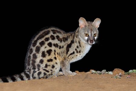 Nocturnal large-spotted genet (Genetta tigrina) in natural habitat, South Africaの写真素材