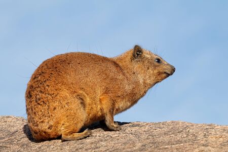 Rock hyrax (Procavia capensis) basking on a rock against a clear blue sky, South Africaの素材 [FY310137428065]