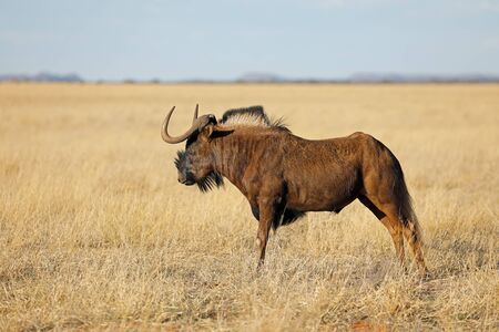 A black wildebeest (Connochaetes gnou) in open grassland, Mokala National Park, South Africa