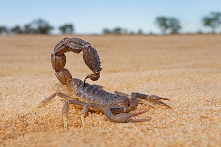 Granulated thick-tailed scorpion (Parabuthus granulatus), Kalahari desert, South Africa 
の写真素材