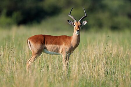 Male impala antelope (Aepyceros melampus) in natural habitat, South Africaの写真素材