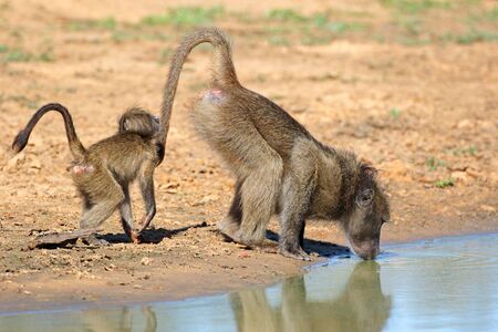 A chacma baboon (Papio ursinus) with young drinking water, Mkuze game reserve, South Africa