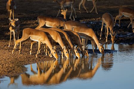 Impala antelopes (Aepyceros melampus) drinking water in late afternoon light, Kruger National Park, South Africaの写真素材