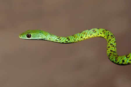 Portrait of a spotted bush snake (Philothamnus semivariegatus), South Africa