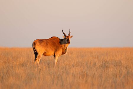Male eland antelope (Tragelaphus oryx) in late afternoon light, Mokala National Park, South Africa