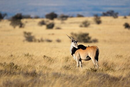 Eland antelope (Tragelaphus oryx) in natural habitat, Mountain Zebra National Park, South Africaの写真素材