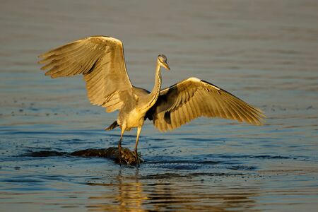 A grey heron (Ardea cinerea) balancing on a hippopotamus in the water, Kruger National Park, South...