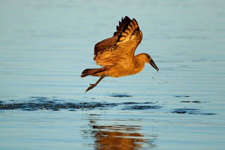 A hamerkop bird (Scopus umbretta) in flight over water, Kruger National Park, South Africa