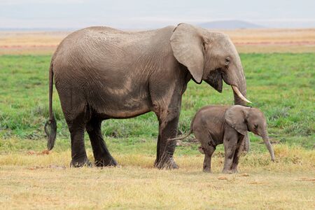 African elephant (Loxodonta africana) cow with young calf, Amboseli National Park, Kenyaの写真素材