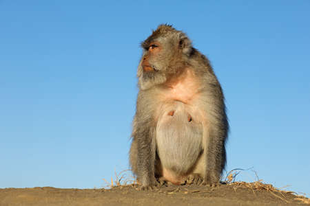 Balinese long-tailed monkey (Macaca fascicularis), Ubud, Bali, Indonesiaの写真素材