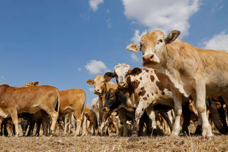 Small herd of free-range cattle on a rural farm, South Africa
