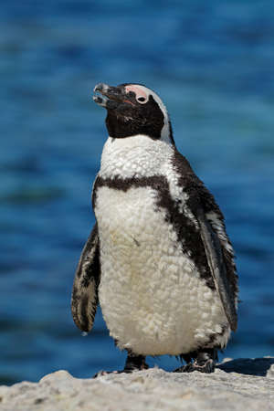 An African penguin (Spheniscus demersus) on coastal rocks, Western Cape, South Africaの写真素材