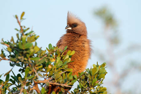 A speckled mousebird (Colius striatus) perched on a tree, South Africaの写真素材