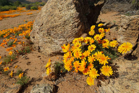 Colorful Namaqualand daisies (Dimorphotheca sinuata) in rocky landscape, South Africa